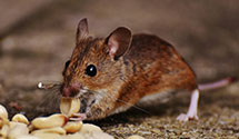 24 Hour & Emergency Exterminators in Orienta, OK